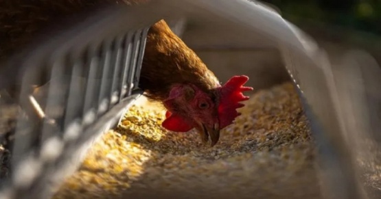 Fernando Bersano sobre la gripe aviar: “Hay demasiadas denuncias y muestreos”