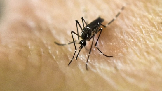 Se confirmó que hay dengue en 13 jurisdicciones del país y hay 2 mil casos por semana