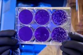 Investigadores de la UBA trabajan en la creación de órganos bioartificales para trasplantes