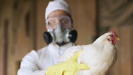 Elena Obieta: “La trasmisión a los humanos de la gripe aviar es excepcional”