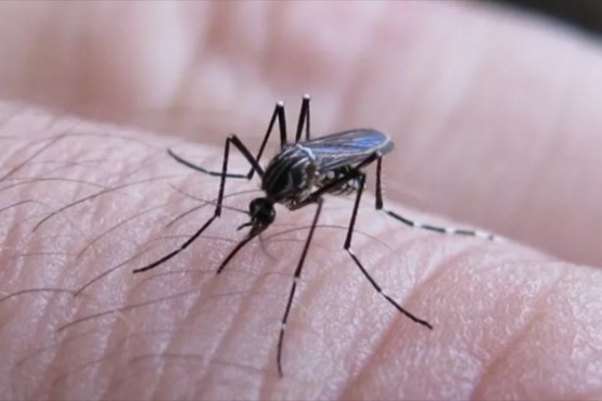 Suman más de 16.100 los casos de dengue en el país