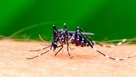 Alerta dengue: siguen creciendo los casos y ya se detectaron 28.000 contagios en el país