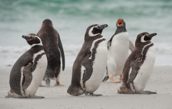 Confirman contaminación por microplásticos y otros desechos en pingüinos de Magallanes