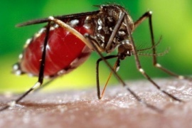 Primer caso de dengue en Santa Cruz: de qué se trata y todos los detalles de la enfermedad