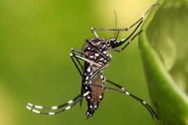 El Instituto Nacional de Tecnología Agropecuaria produce biocontroladores de larvas de insectos para combatir el dengue y otras enfermedades