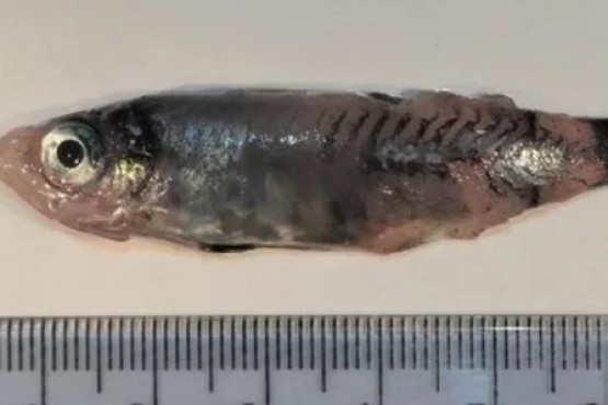 Hallazgo en el Atlántico Norte: descubrieron una nueva especie de pez
