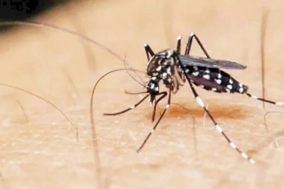 Detectan circulación de nuevas variantes de dengue tipo 2 y chikungunya en Argentina
