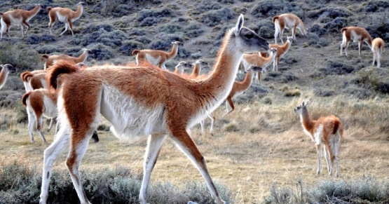 Caza deportiva: ampliaron el número permitido de ejemplares de guanaco