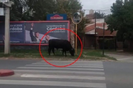 Sorpresiva aparición de un enorme toro en pleno centro