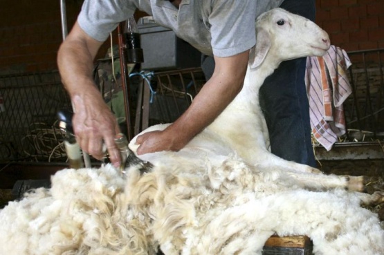 El “dólar lana” todavía no se implementó en Santa Cruz