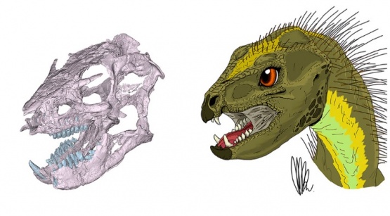 Reconstruyen el cráneo y los hábitos alimenticios de un pequeño dinosaurio patagónico