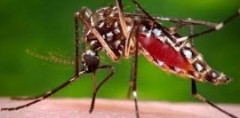 Dengue: se sostiene la tendencia a la baja de los casos a nivel nacional