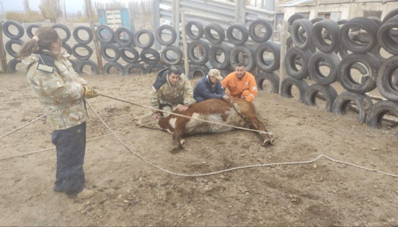 La División Operaciones Rurales incautaron animales vacunos durante controles 