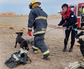 Rescatan un perro que cayó a una cámara séptica