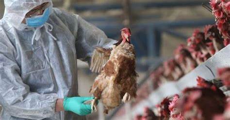 Gripe aviar: SENASA estableció nuevas medidas sanitarias