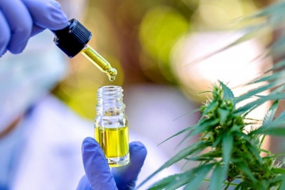 Conicet otorgó licencia a dos variedades de semillas de cannabis medicinal para su comercialización