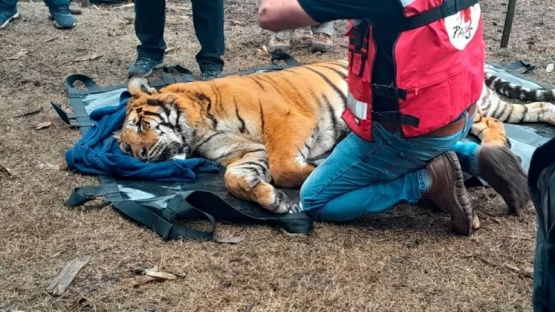 Los tigres de Bengala rescatados llegaron a Jordania para su adaptación a la vida silvestre
