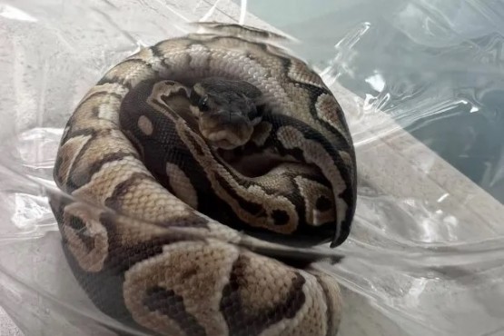 Hallan una serpiente pitón en un balcón