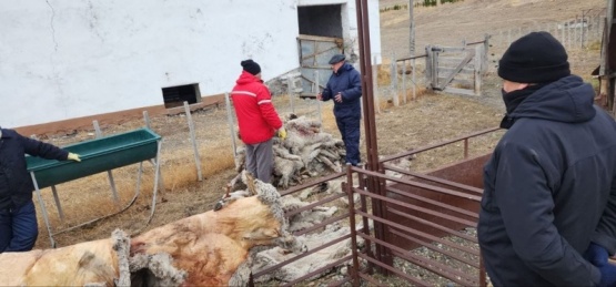 En un allanamiento recuperan casi 2000 ovinos