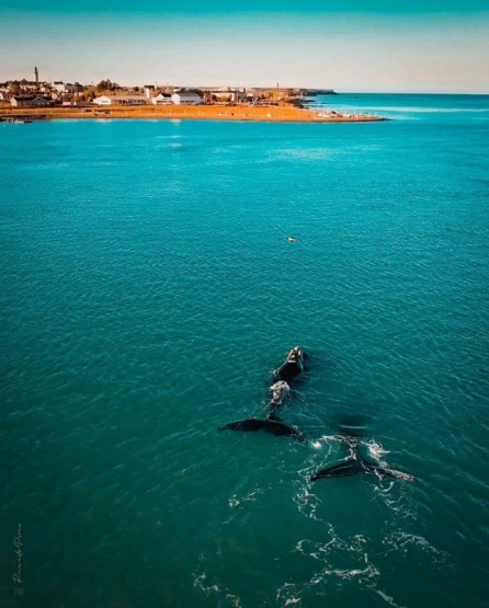 Primer avistaje de Ballenas en la ría de Puerto Deseado