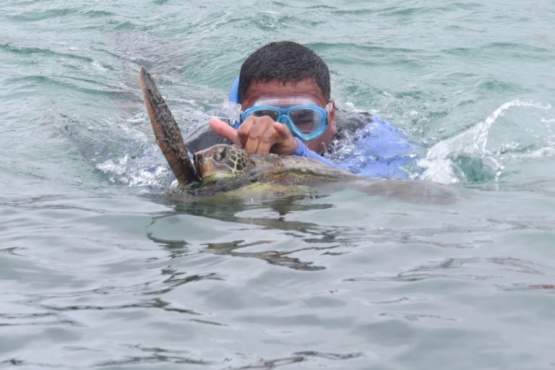 Chile crea una reserva marina para proteger a las tortugas verdes