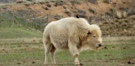 Un bisonte blanco nació en Estados Unidos, lo que ocurre en uno de cada diez millones de casos