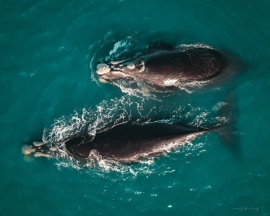 Chantal Torlaschy: “Se está viendo ballenas más seguido”