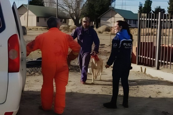 Resguardaron a cuatro canes tras allanamiento por maltrato animal