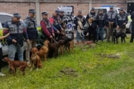 Rescatan 13 perros que eran víctimas de maltrato en Tucumán