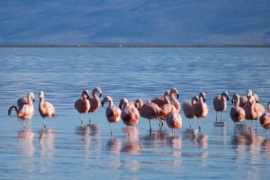 Cristobal Robinson: "El flamenco austral es la especie más abundante"