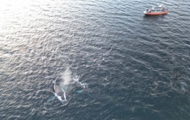 Avistan grupo de ballenas jorobadas en Canal Beagle