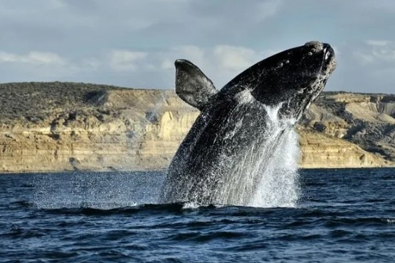 Llegaron las primeras ballenas a Puerto Madryn