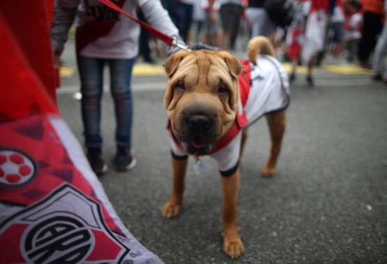Un sponsor de River Plate permitirá asociar a las mascotas de los hinchas