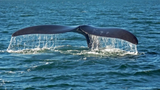 Miguel Iñiguez: “A través de una red de datos, se va haciendo seguimiento a las ballenas”