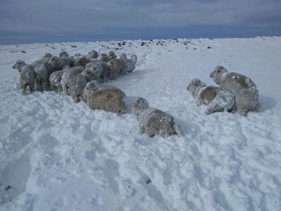 Ovinos encerrados y esperando que pase el invierno