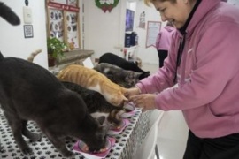 El "Café de Gatos" del Abasto en el que se puede interactuar con 11 felinos
