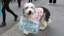 Marcha para reclamar que se prohíba la venta online de mascotas