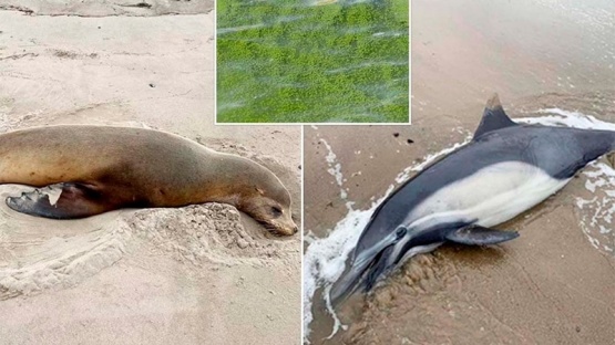 Decenas de delfines y leones marinos mueren por algas tóxicas en Estados Unidos