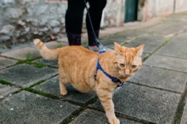 Cómo sacar a pasear a los gatos de forma segura sin que se pierdan