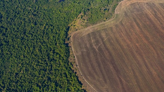 La deforestación de la Amazonía brasileña cae casi 34% en el primer semestre del año