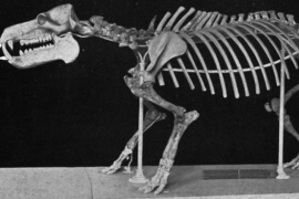 Descubren fósiles de diez hipopótamos enanos en isla griega de Creta