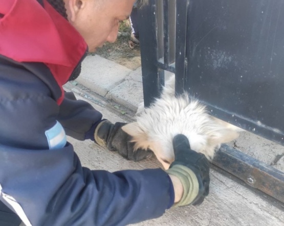 Bomberos rescatan un perro atrapado