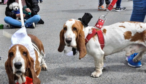 Control Animal presente en el Primer Desfile de Mascotas de Planeta Tiempo