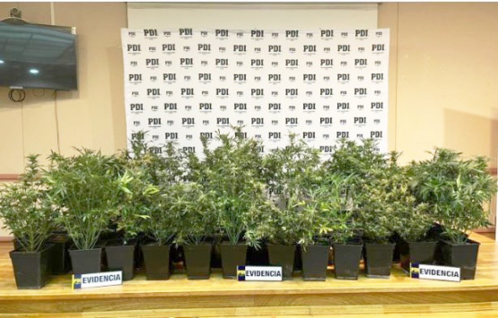 Incautaron 66 plantas de cannabis sativa