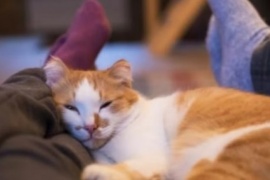 La razón por la que los gatos duermen en los pies de los humanos