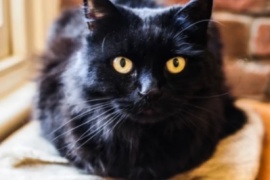 Uno por uno, los beneficios de tener un gato negro en casa