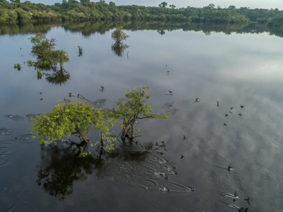 Especialistas resaltan la importancia del Amazonas para combatir el cambio climático