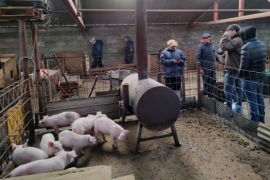 Tierra del Fuego continúa implementando acciones para fortalecer la cadena de valor porcina
