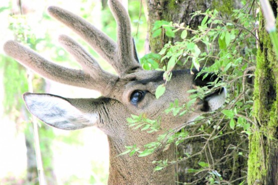 Éxito en la recuperación del huemul: un proyecto único en la Patagonia