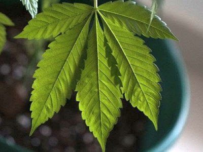 Argentina reglamenta la producción industrial del cannabis